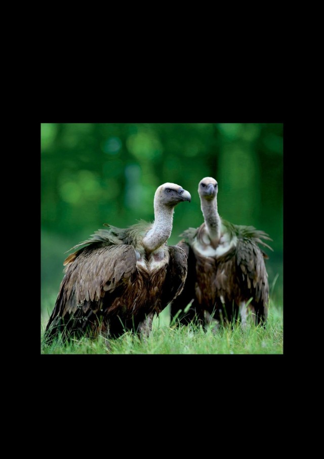 Els voltors de la Mariola.