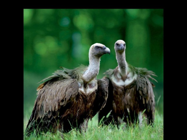 Els voltors de la Mariola.