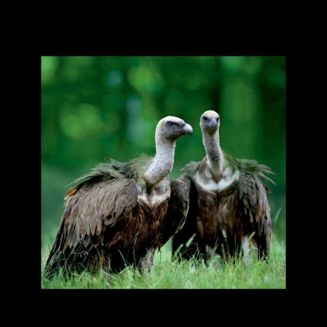 Los buitres leonados de Mariola