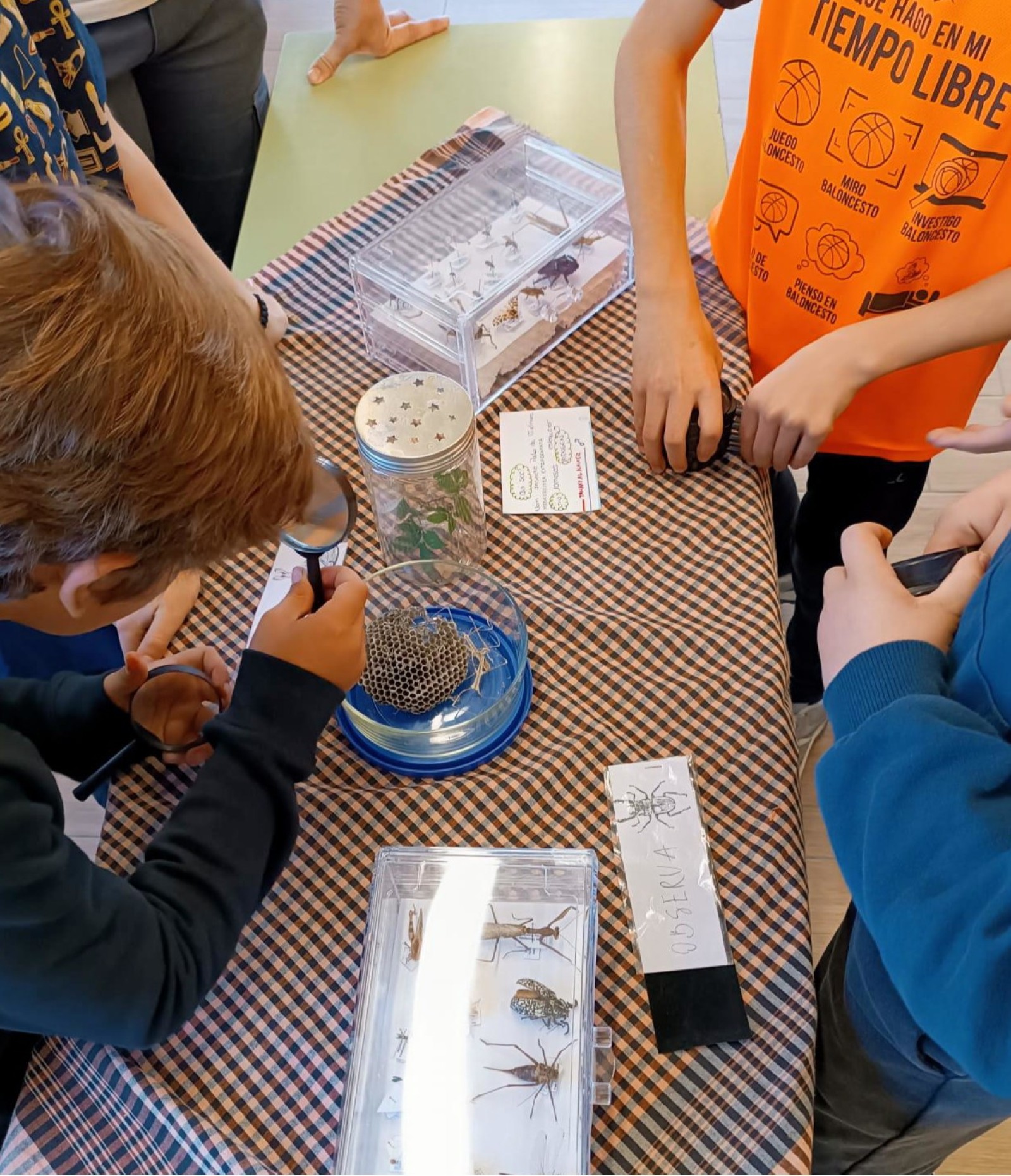 Apropament al món dels insectes