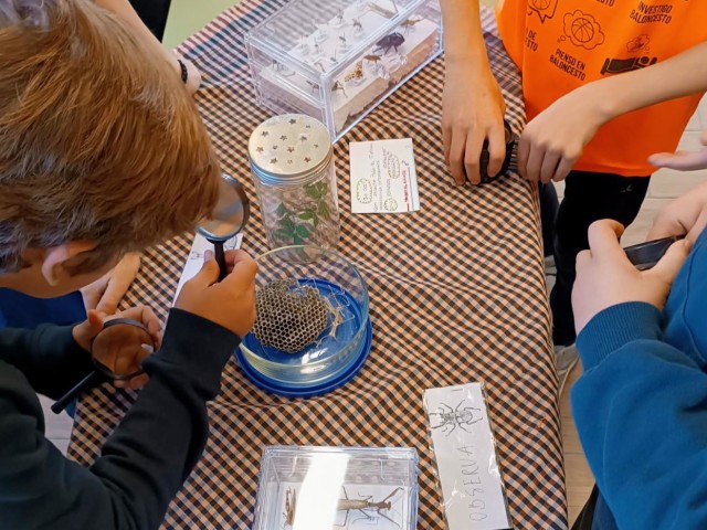 Aproximación al mundo de los insectos