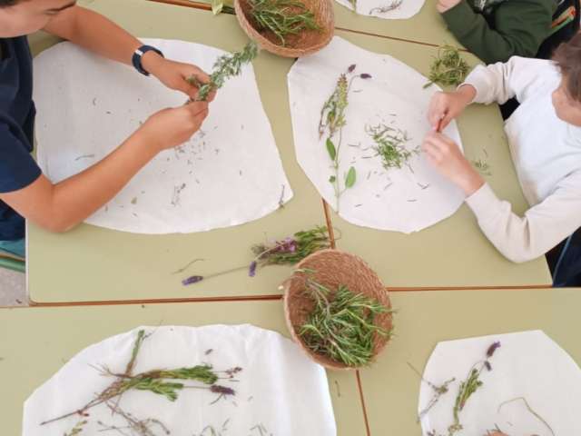 Etnobotánica y plantas de la Mariola